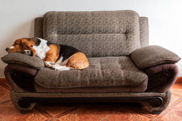 basset hound couch