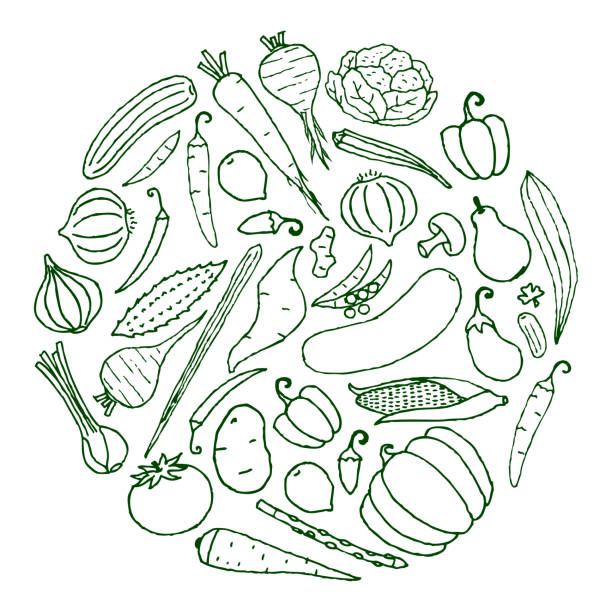 ilustrações, clipart, desenhos animados e ícones de vegetais frescos saudáveis, contorno, vegano, - red potato raw potato market red