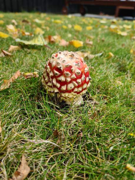 A red, toxic fly agaric, mushroom in the autumn garden in Sweden