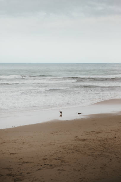 istock Beautiful coastal landscape at sunset with a dog 1279384497