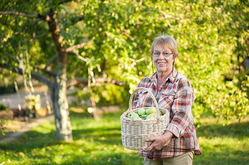 Senior woman holding wicker basket with green apples. Autumn Harvest