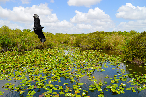 Black Vulture Latin name Coragyps atratus flying over the Everglades National Park