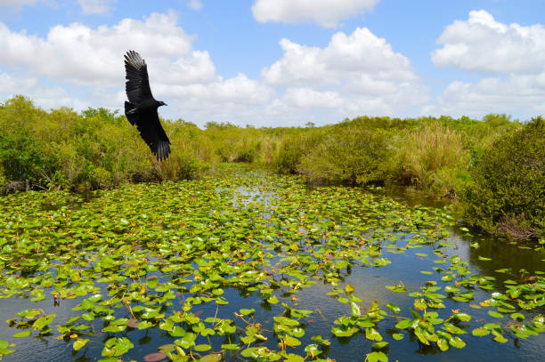 black vulture flying over the everglades - marsh swamp plant water lily imagens e fotografias de stock