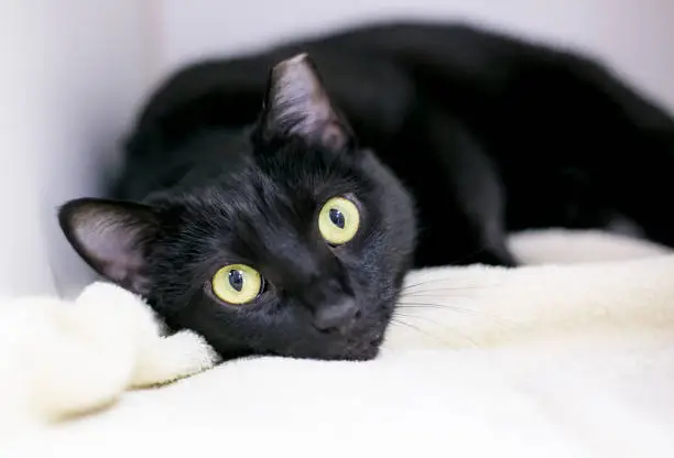 A black shorthair cat with its left ear tipped, lying down on a blanket