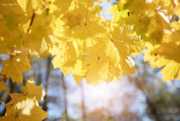 Autumn background. Trees with yellow leaves.