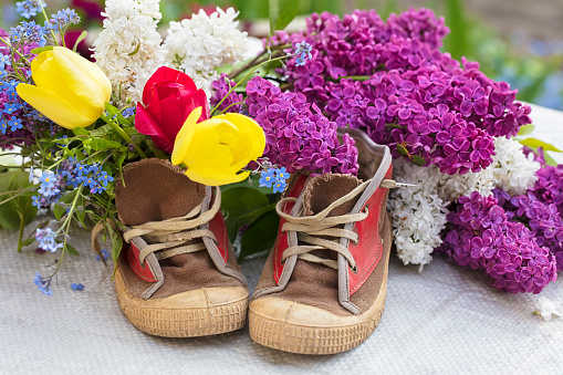 A bouquet of flowers in old shoes. Lilac tulips grow out of sneakers. Spring flower background.