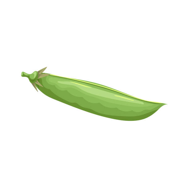 cartoon grüne erbse pod. einzelnes gemüse. frisches landprodukt. öko-ernährung. vektor-illustration isoliert auf weißem hintergrund. - green pea pea pod sweet food freshness stock-grafiken, -clipart, -cartoons und -symbole