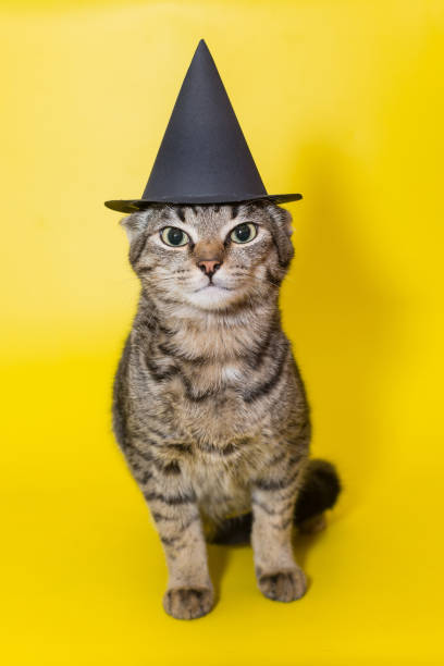 istock Beautiful grey kitten in a black  hat 1279388395