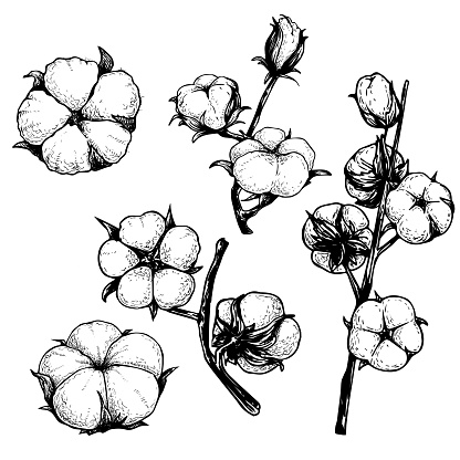 Cotton flowers set. Branch and buds. Collection of hand drawn sketch style vector illustrations. Natural eco cotton. Vintage engraved design. Botanical art isolated on white background.