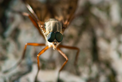Close-up mosquito with big funny green eyes sitting on a bark of birch tree in forest in summer in Alps