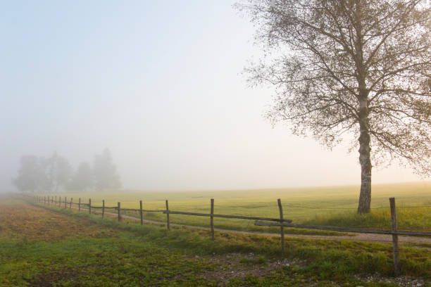 niebla fina al sol naciente sobre un paisaje rural - november tranquil scene autumn leaf fotografías e imágenes de stock