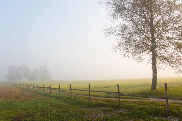 Fine fog at rising sun over a rural landscape stock photo