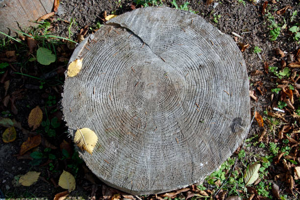 istock Close-up of a tree trunk. Growth rings. Wood texture 1279391749