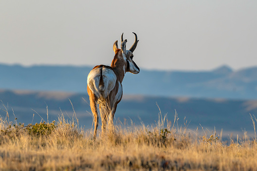 Pronghorn antelope looks off high hill top at sunrise in McCullough wild mustang refuge of Wyoming