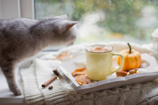 istock Cat and hot chocolate with marshmallows 1279392744