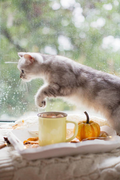 istock Cat and hot chocolate with marshmallows 1279392748
