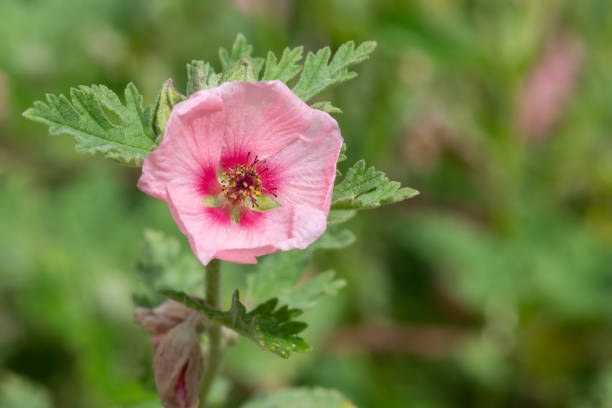 munros globemallow (sphaeralcea munroana) - munros foto e immagini stock