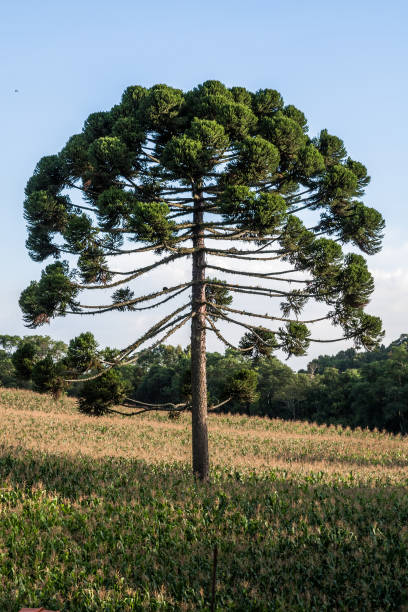 istock Araucaria coniferous tree on cornfield 1279393759
