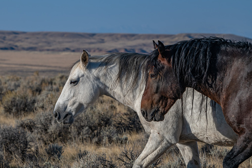 White and black colored wild mustang walking along hill top in the early sunrise of the high desert of Wyoming.