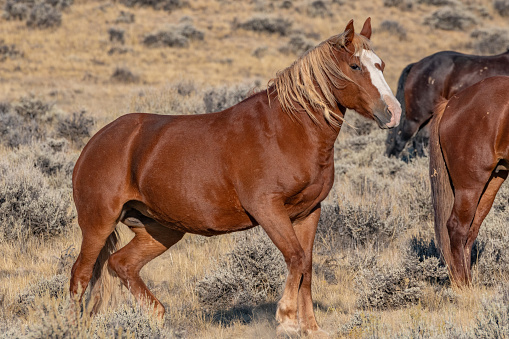 Red and tan colored wild mustang walking along hill top in the early sunrise of the high desert of Wyoming.