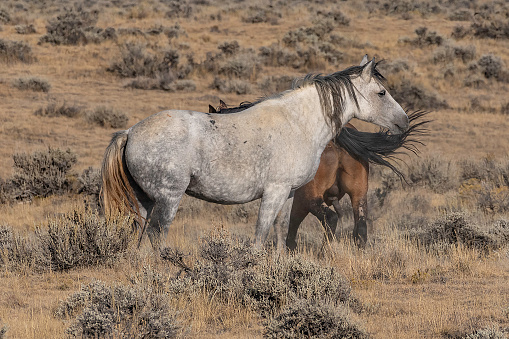 White and brown colored wild mustang walking along hill top in the early sunrise of the high desert of Wyoming.