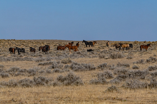 Buckskin, white, red and black wild mustangs after grazing in the early sunrise of the high desert of Wyoming.