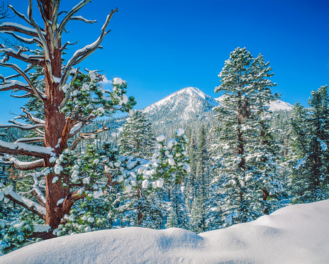 Fresh Winter snows laden evergreen trees as it covers a hillside in Mammoth Lakes CA