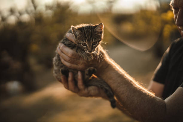 istock Senior holding cute little tabby kitten in hands 1279396550