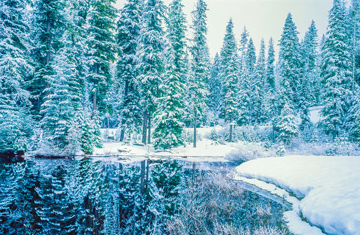 STILL WATERS  OF THE ROGUE RIVER REFLECT SNOW LAIDENED EVERGREEN FOREST, OREGON