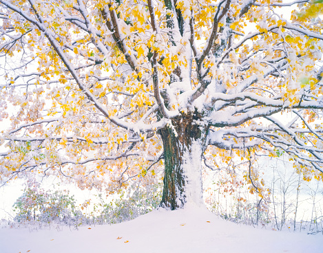 AUTUMN SNOW CLINGS TO SUGAR MAPLE TREE IN A OPEN MEADOW VERMONT