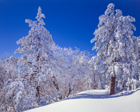 Foggy winter landscape. Snow covered trees.