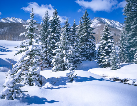 FRESH SNOW FILLS THE FOREGROUND WITH EVERGREEN TREES AND MOUNTAIN PEAK IN THE BACKGROUND, ASPEN COLORADO