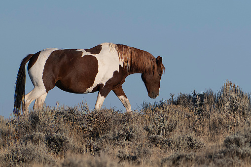 Pinto (paint) wild mustangs walking along hill top in the early sunrise of the high desert of Wyoming.