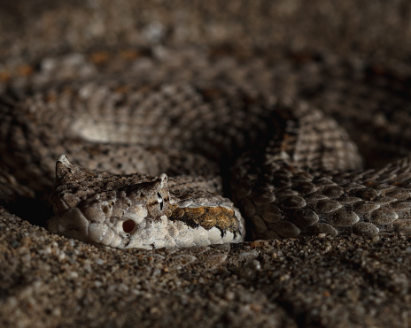 Sidewinder Rattlesnake coiled, buried in sand, waiting to ambush prey.