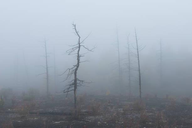 Dead Forest is a result of eruptions of Tolbachik volcanic complex in the Kamchatka peninsula of Russian Far East region