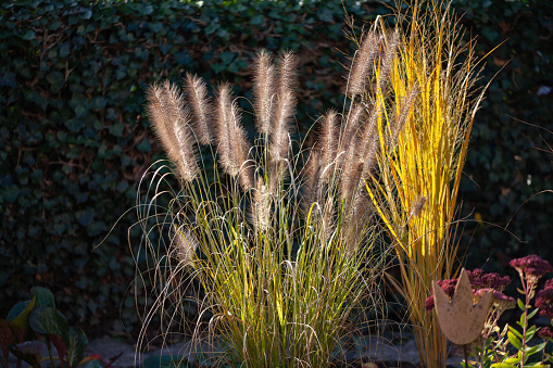 Variety of grasses in a garden in the sun with backlight