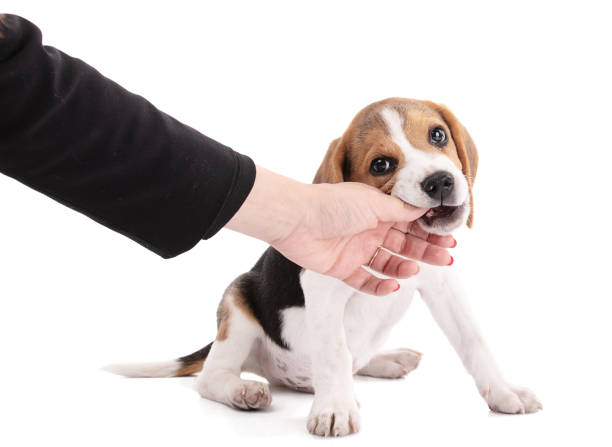 istock Puppy beagle dog chewing on a hand 1279400244