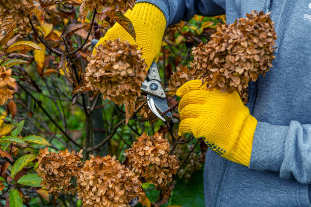 bush (hortensia) snijden of trimmen met secateur in de tuin - snoeien stockfoto's en -beelden