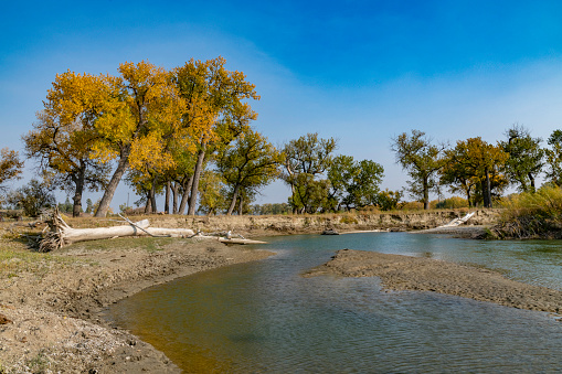 Autumn tree scene as leaves fall on Montana Musselshell river