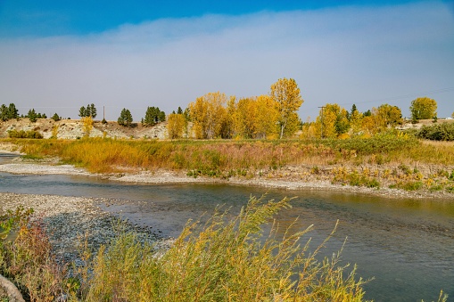 Autumn tree scene as leaves fall on Montana Musselshell river