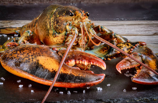 istock Face and claw of live lobster with details. 1279404502