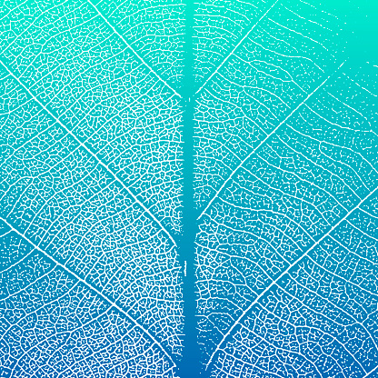 Turquoise leaf details