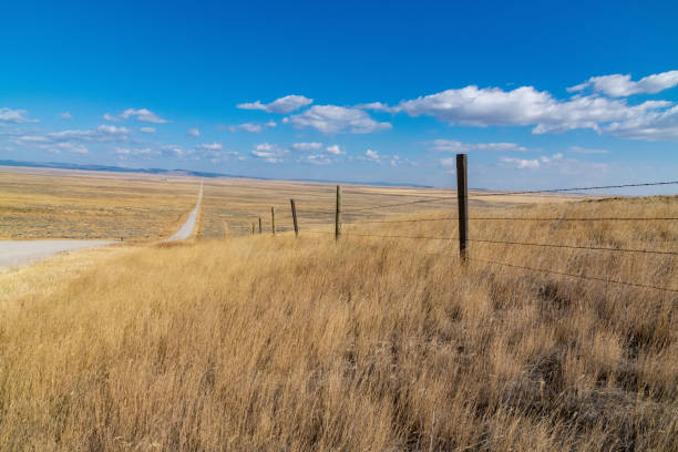istock Dirt road through Montana prairie ranch land 1279406697