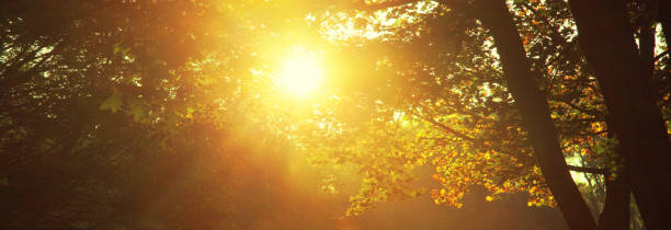 istock Colorful bright leaves falling in autumnal park. 1279411558