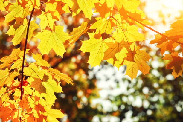 istock Colorful bright leaves falling in autumnal park. 1279411642