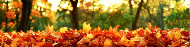 Colorful bright leaves falling in autumnal park.