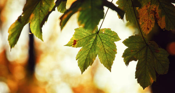 istock Colorful bright leaves falling in autumnal park. 1279412288