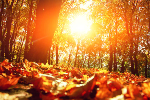 istock Colorful bright leaves falling in autumnal park. 1279412294