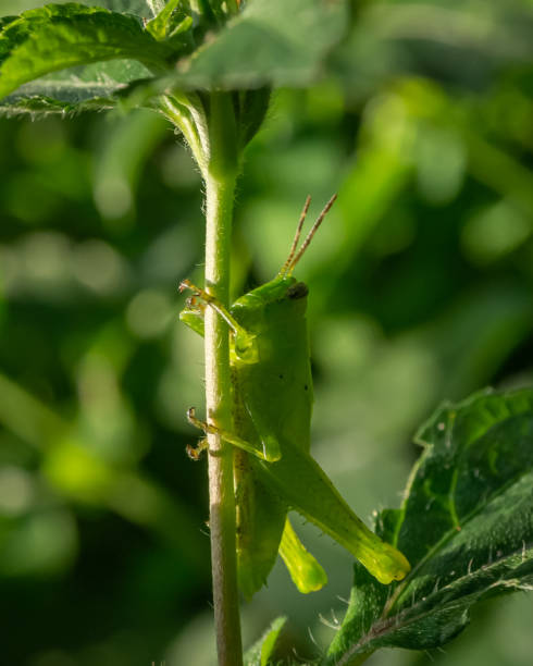 istock The Garden during quarantine. Mymetalized grasshopper. 1279412316
