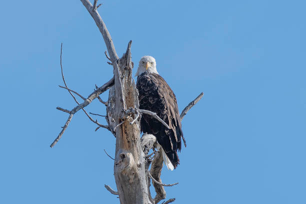 istock Bald Eagle perching near the Musselshell river in Montana, USA 1279414059
